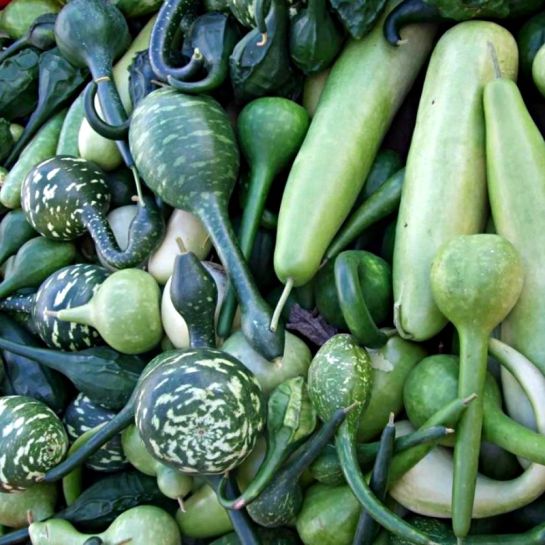 Лагенария Смесь сортов