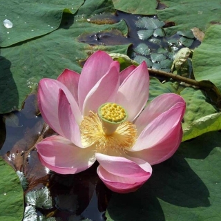 Лотос орехоносный (Nelumbo nucifera) (большой пакет) - Семена Тут