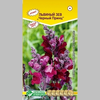 Львиный зев Черный Принц - Семена Тут