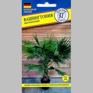 Вашингтония нитеносная - Семена Тут