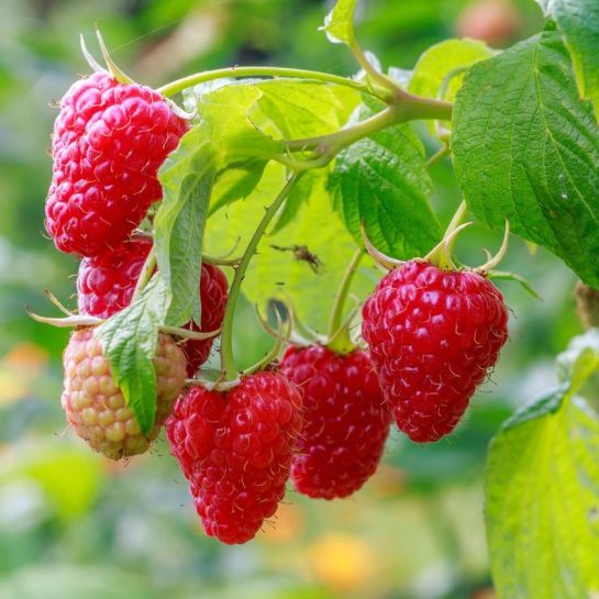 Малина Геркулес