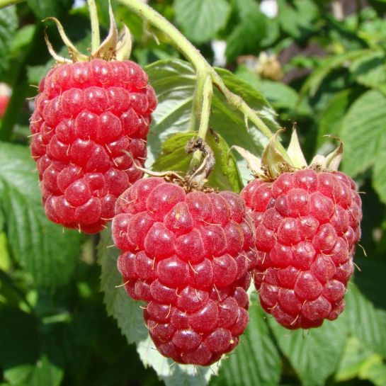 Малина Громила