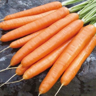 Морковь Алтайская Сахарная (лента) - Семена Тут