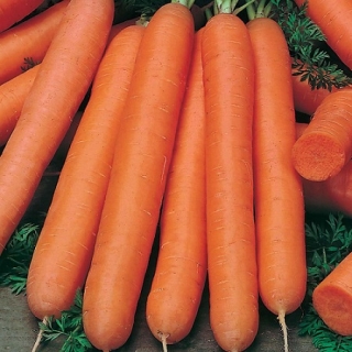 Морковь Без Сердцевины (гелевое драже) - Семена Тут