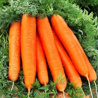 Морковь Деликатесная (лента) (большой пакет) - Семена Тут