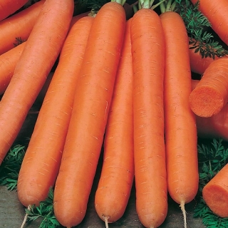 Морковь Длинная тупая без сердцевины - Семена Тут