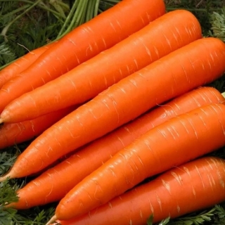 Морковь Карамель Оранжевая - Семена Тут