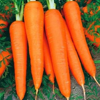 Морковь Карамелька (лента) (большой пакет) - Семена Тут