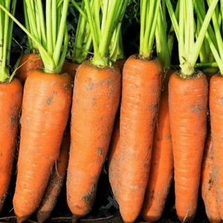 Морковь Корейская Закуска (гелевое драже) - Семена Тут