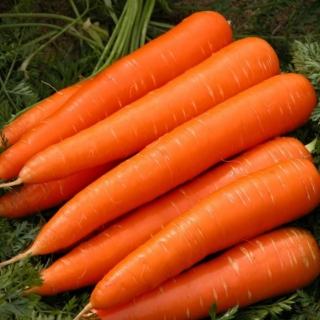 Морковь Королева осени (лента) (большой пакет) - Семена Тут