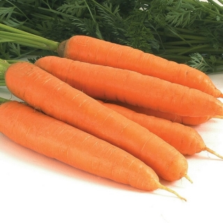 Морковь Малинка - Семена Тут