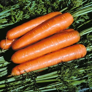 Морковь Польская Сластена (большой пакет) - Семена Тут