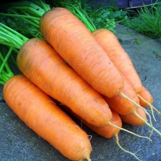 Морковь Шантенэ 2461 (лента) (большой пакет) - Семена Тут