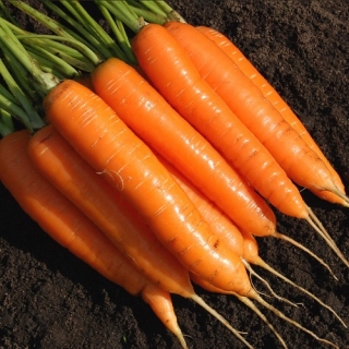 Морковь Варвара краса - Семена Тут