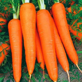 Морковь Вкус детства (лента) (большой пакет) - Семена Тут
