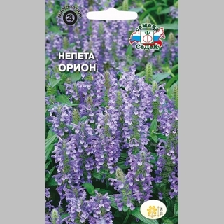 Непета Орион - Семена Тут
