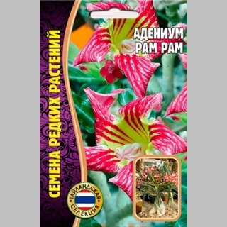 Адениум Рam Рam (тучный) (большой пакет) - Семена Тут