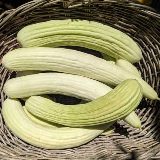 Огурдыня Кароселло (Carosello)