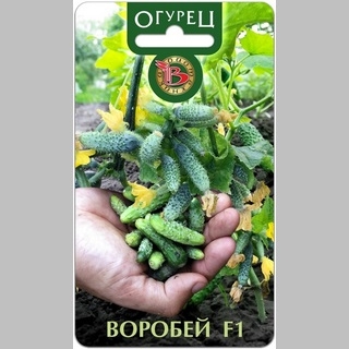 Огурец Воробей F1 - Семена Тут