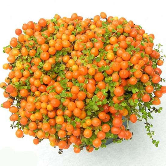 Паслен Оранж Берри