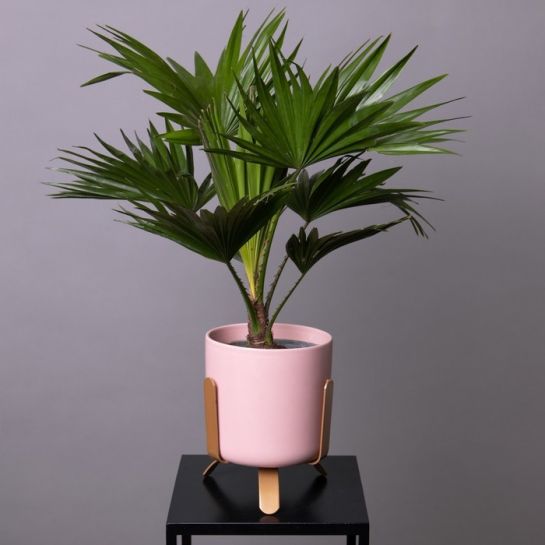 Ливистона Нефрит (китайская)