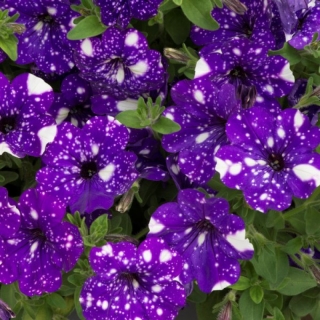 Петуния Ночное Небо (Dot Star Dark Violet) (большой пакет) - Семена Тут
