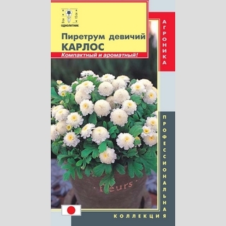 Пиретрум Карлос (девичий) - Семена Тут