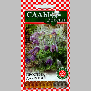 Прострел Даурский - Семена Тут