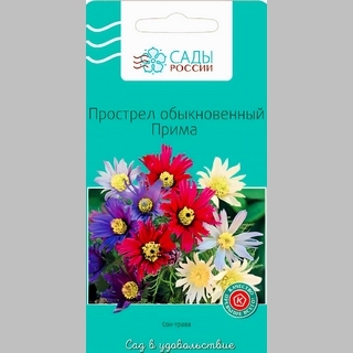 Прострел Прима (обыкновенный) - Семена Тут