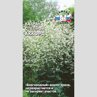 Катран степной Аккорд - Семена Тут