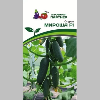 Огурец Мироша F1 - Семена Тут