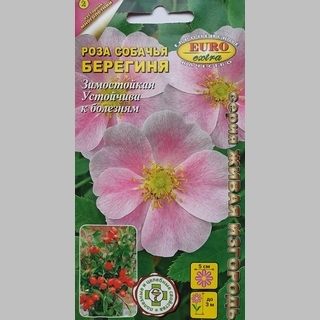 Роза Берегиня собачья (шиповник) - Семена Тут