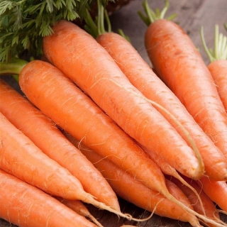 Морковь Сахарный гигант® - Семена Тут