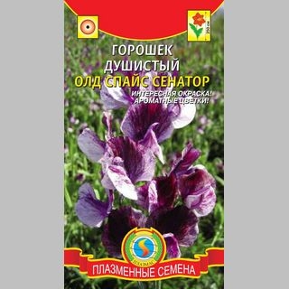 Горошек Олд Спайс Сенатор (душистый) - Семена Тут