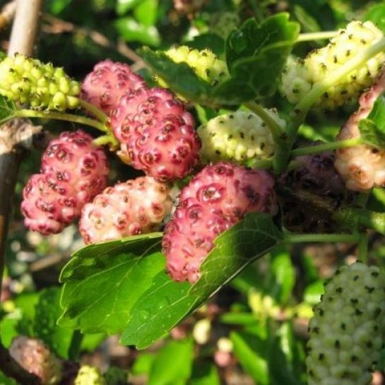 Шелковица Розовая (тутовник)