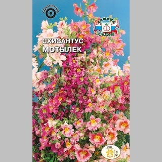 Схизантус Мотылек (визетонский) - Семена Тут