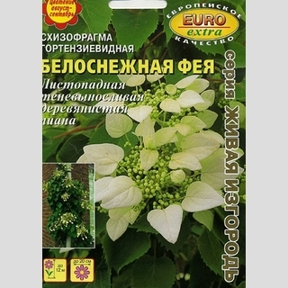 Схизофрагма Белоснежная фея (гортензиевидная) - Семена Тут