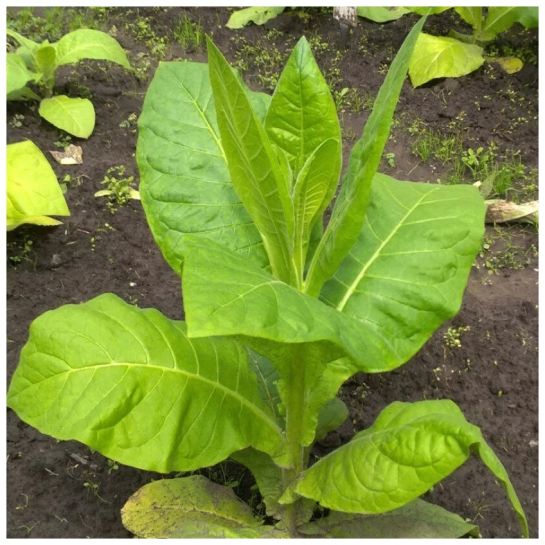 Табак Крупнолистный 512 (курительный)