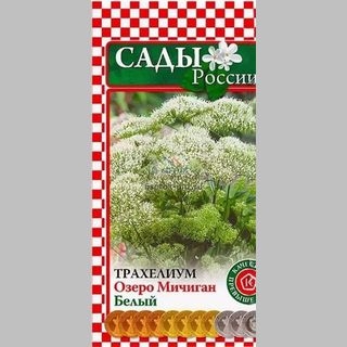 Трахелиум Озеро Мичиган Белый - Семена Тут