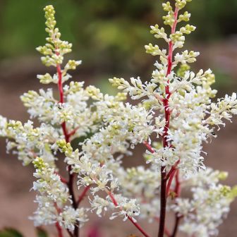 Астильба Рок энд Ролл