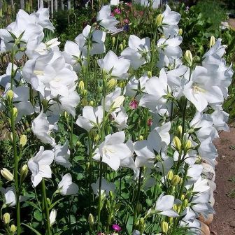 Колокольчик Белоснежка персиколистный