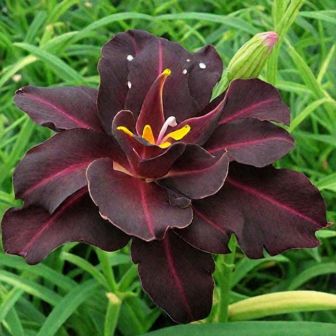 Лилейник Бугимен гибридный