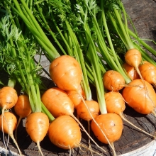 Морковь Полярная клюква (Северные овощи) - Семена Тут