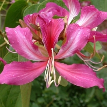 Баухиния Орхидейное дерево (пурпурная) - Семена Тут