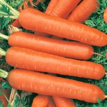 Морковь Нантская 4 - Семена Тут