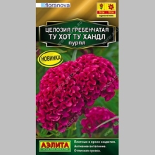 Целозия Ту Хот Ту Хандл Пурпл (гребенчатая) - Семена Тут