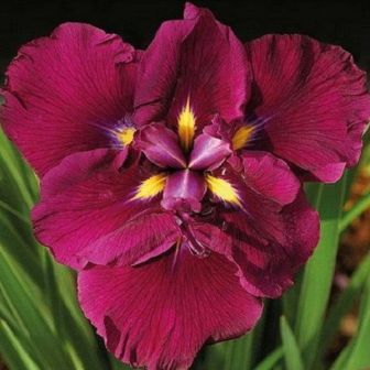 Ирис Вайн Раффлз