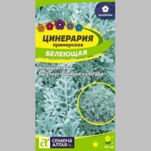 Цинерария Белеющая - Семена Тут