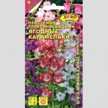 Пенстемон Ягодные карамельки - Семена Тут