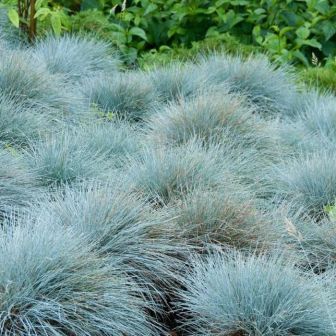 Овсяница сизая